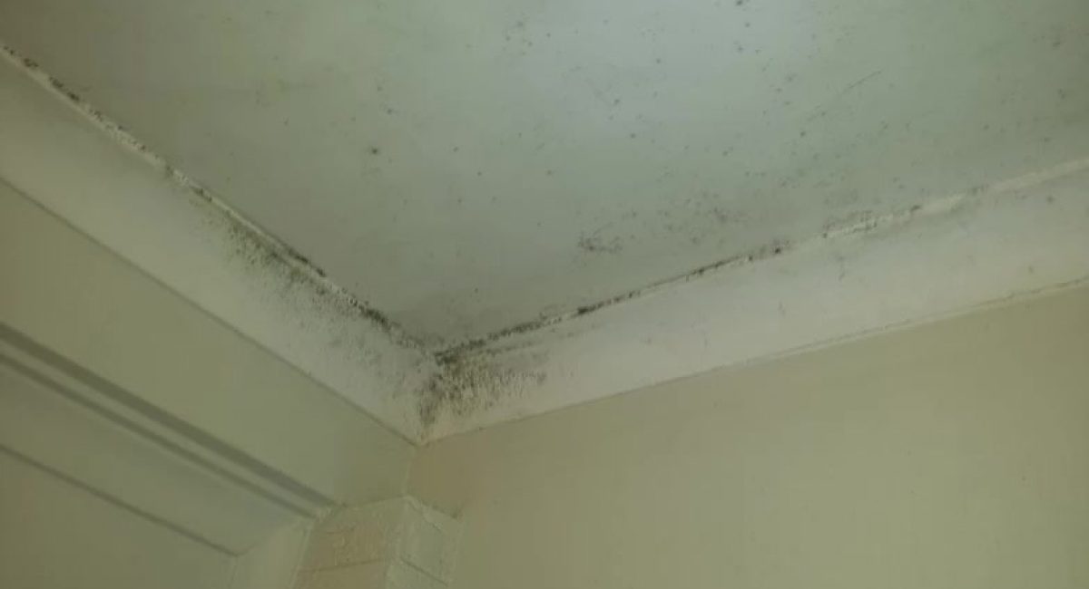 Mould To Ceiling Sjn Building Consultants